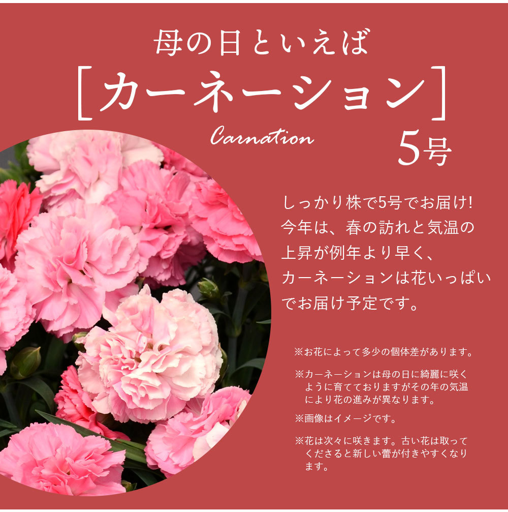 母の日 プレゼント 送料無料 母の日限定 選べる花鉢 クマちゃんマドレーヌ 花 ギフト カーネーション 鉢 生花 鉢植え スイーツ お菓子 ギフトセット Happy Mom ぼくの玉手箱屋ー 通販 Yahoo ショッピング