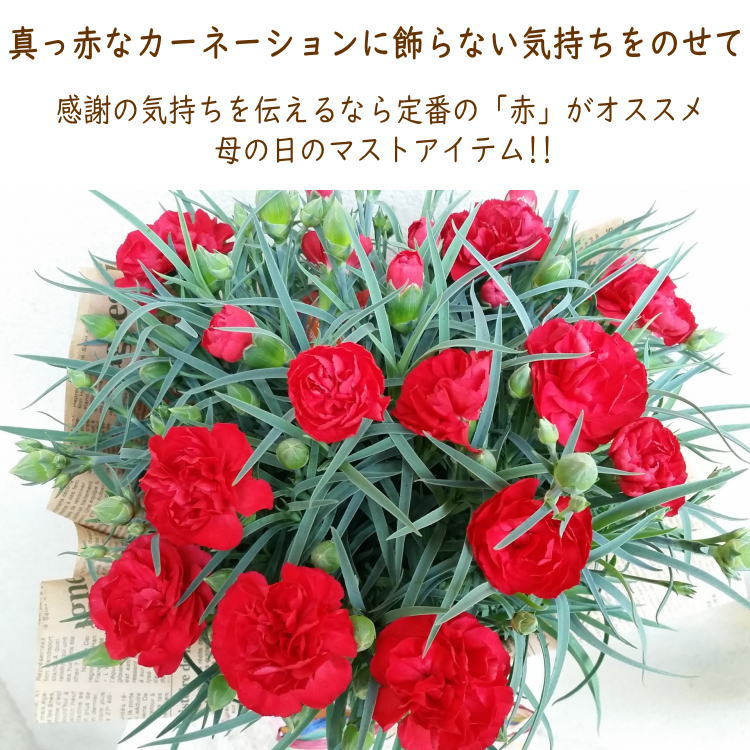 母の日 メロン カーネーション セット 美味しい果実 母の日ギフト プレゼント 早割