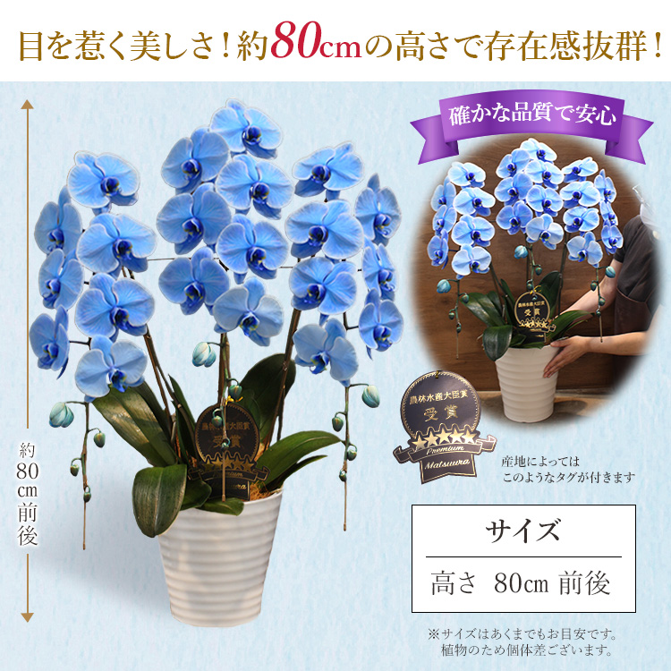 11時までのご注文で当日出荷・数量限定】胡蝶蘭 ブルーエレガンス