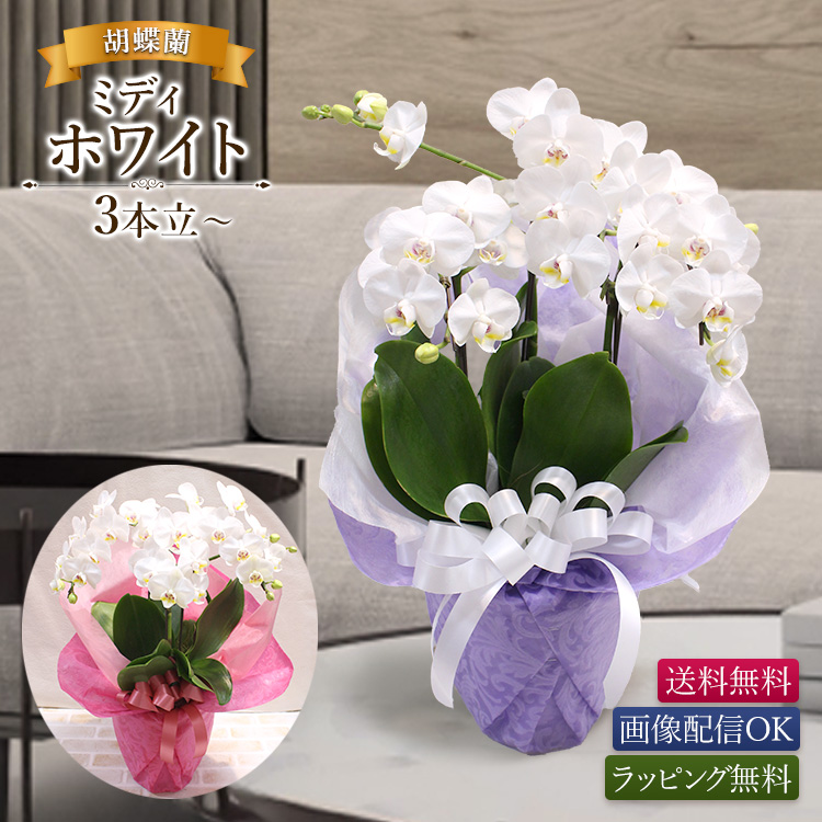 11時までのご注文で当日出荷】胡蝶蘭 ミディホワイト 3本立以上 画像