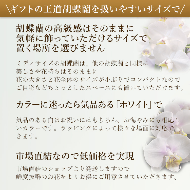 11時までのご注文で当日出荷】胡蝶蘭 ミディホワイト 3本立以上 画像