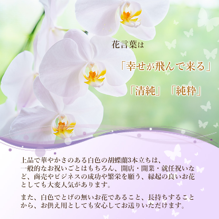 11時までのご注文で当日出荷】胡蝶蘭 ミディホワイト 3本立以上 画像