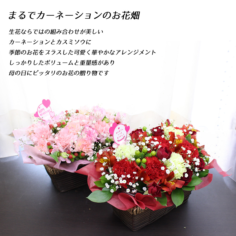遅れてごめんね 母の日 花 2026 カーネーション アレンジメント 生花