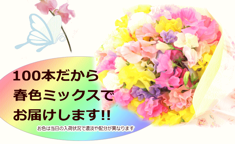 春の誕生花スペシャル！スイ−トピーミックス100本の花束 ホワイトデー