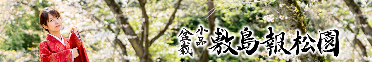 小品盆栽・敷島報松園 ヘッダー画像
