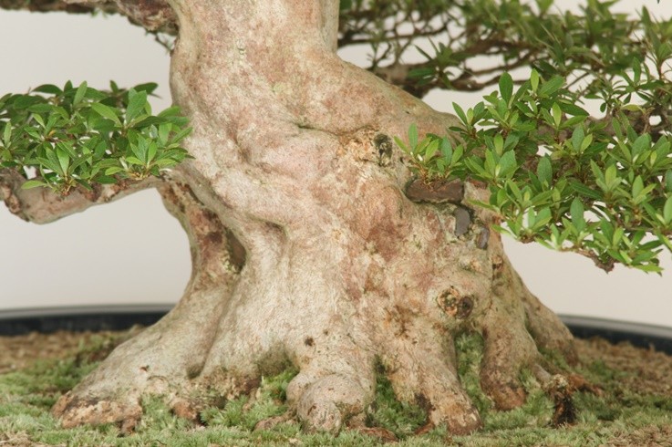 日光 売約済 : 創業昭和二年さつき盆栽光華園 - 通販 - Yahoo!ショッピング