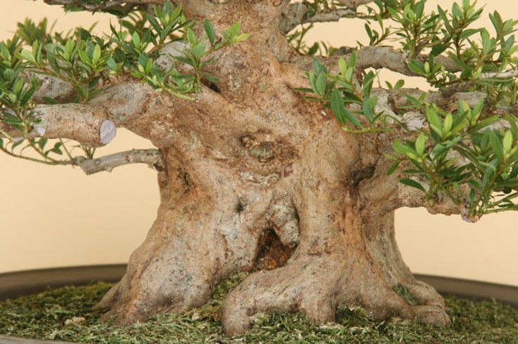 晃上の光 さつき 盆栽 皐月 晃上の光（白） 盆栽