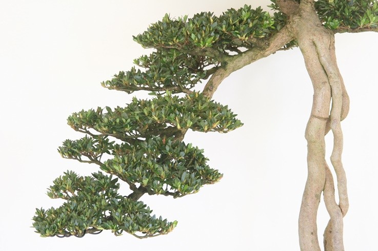 大盃（一号性） 売約済 : 創業昭和二年さつき盆栽光華園 - 通販