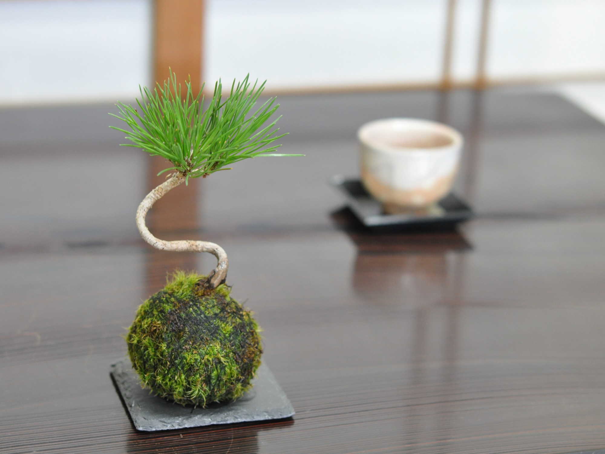 苔玉 ミニミニ黒松の苔玉 : 盆栽妙 ヤフー店 - 通販 - Yahoo!ショッピング