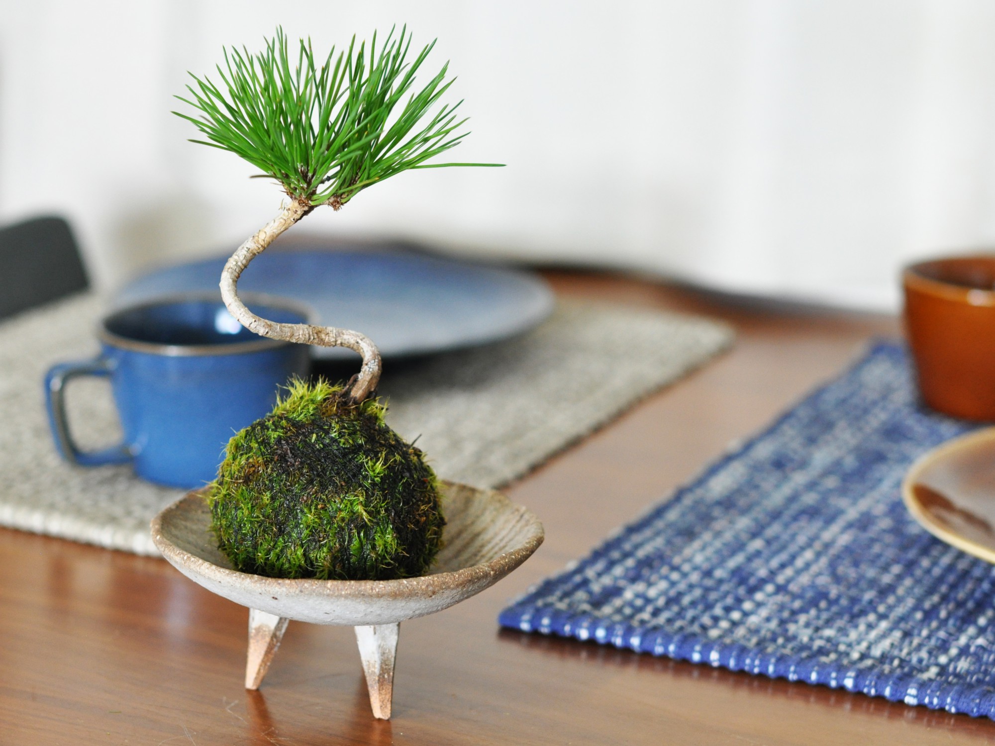苔玉 ミニミニ黒松の苔玉 : 盆栽妙 ヤフー店 - 通販 - Yahoo!ショッピング