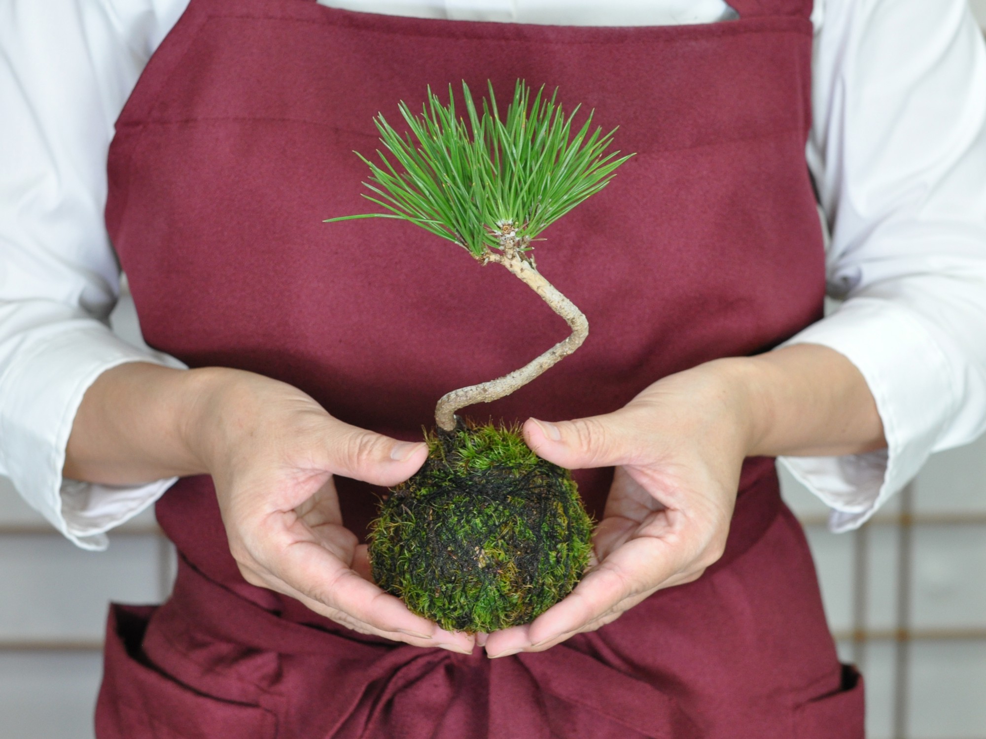 苔玉 ミニミニ黒松の苔玉 : 盆栽妙 ヤフー店 - 通販 - Yahoo!ショッピング