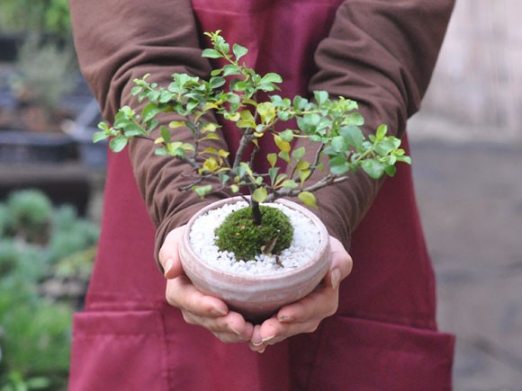 白花長寿梅　若木