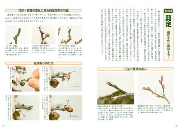 梅・長寿梅育て方書籍 基本技術ページ
