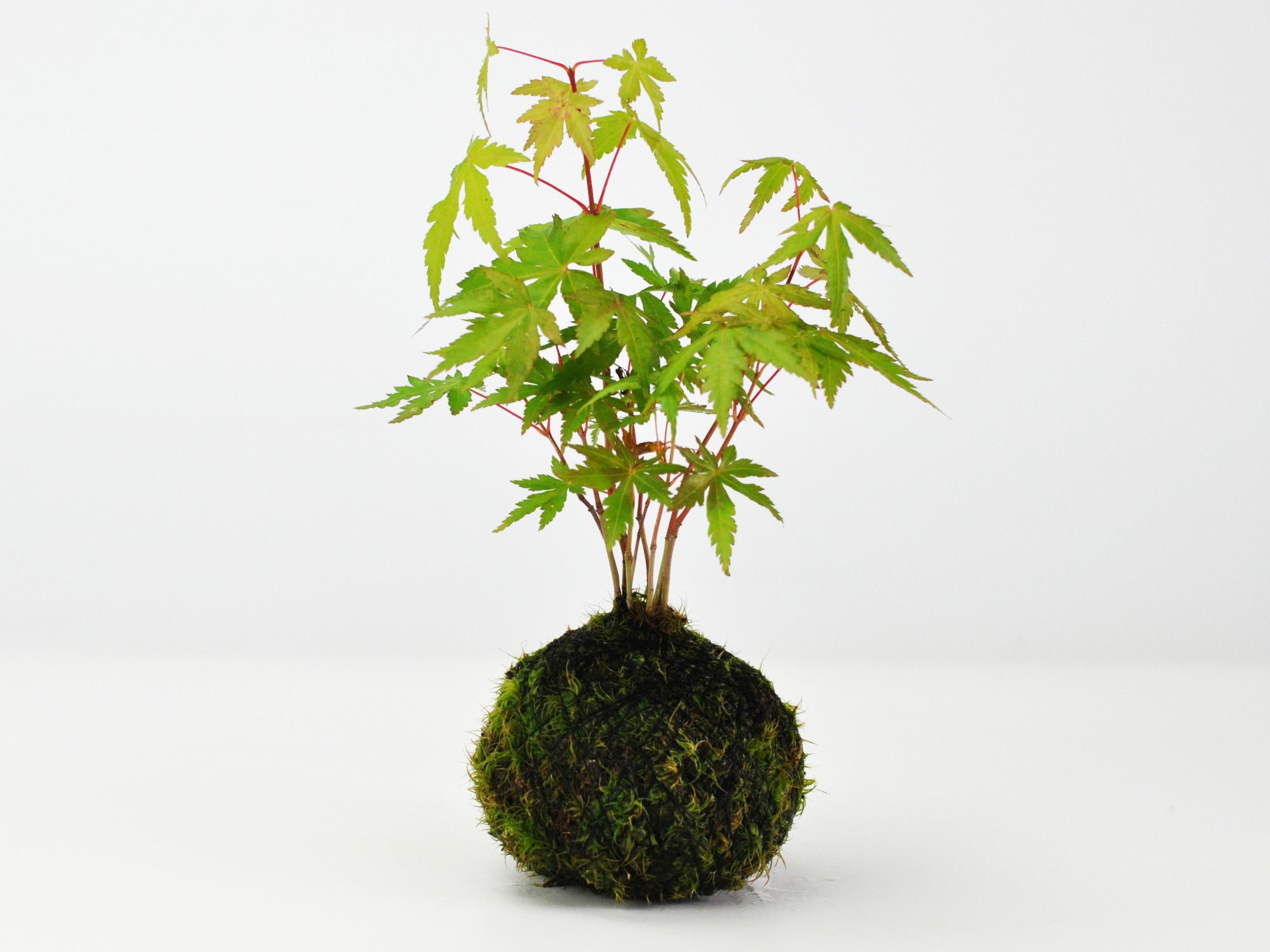 紅葉の苔玉 盆栽 ミニ盆栽 鉢植の詳細画像3