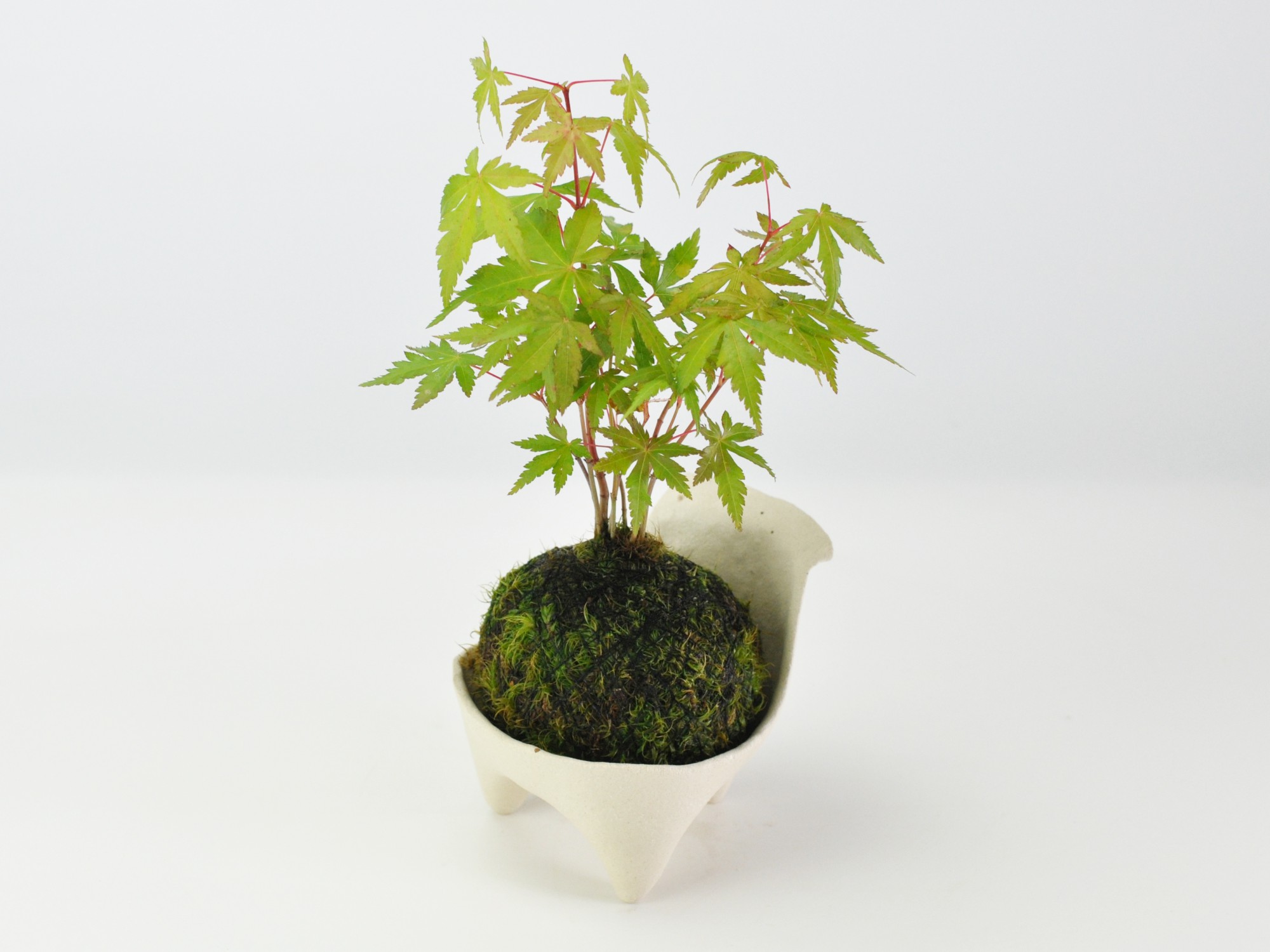 紅葉の苔玉 盆栽 ミニ盆栽 鉢植 : 盆栽妙 ヤフー店 - 通販