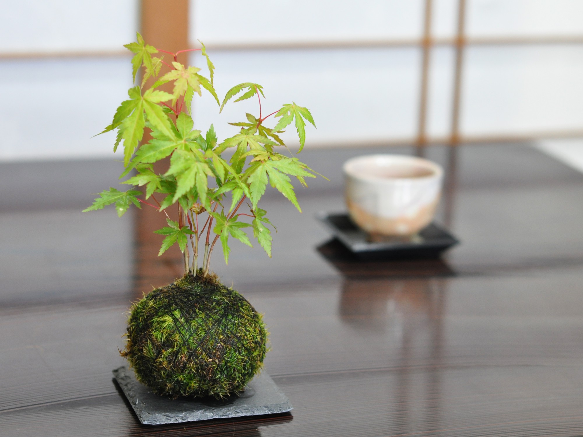 紅葉の苔玉 盆栽 ミニ盆栽 鉢植 : 盆栽妙 ヤフー店 - 通販