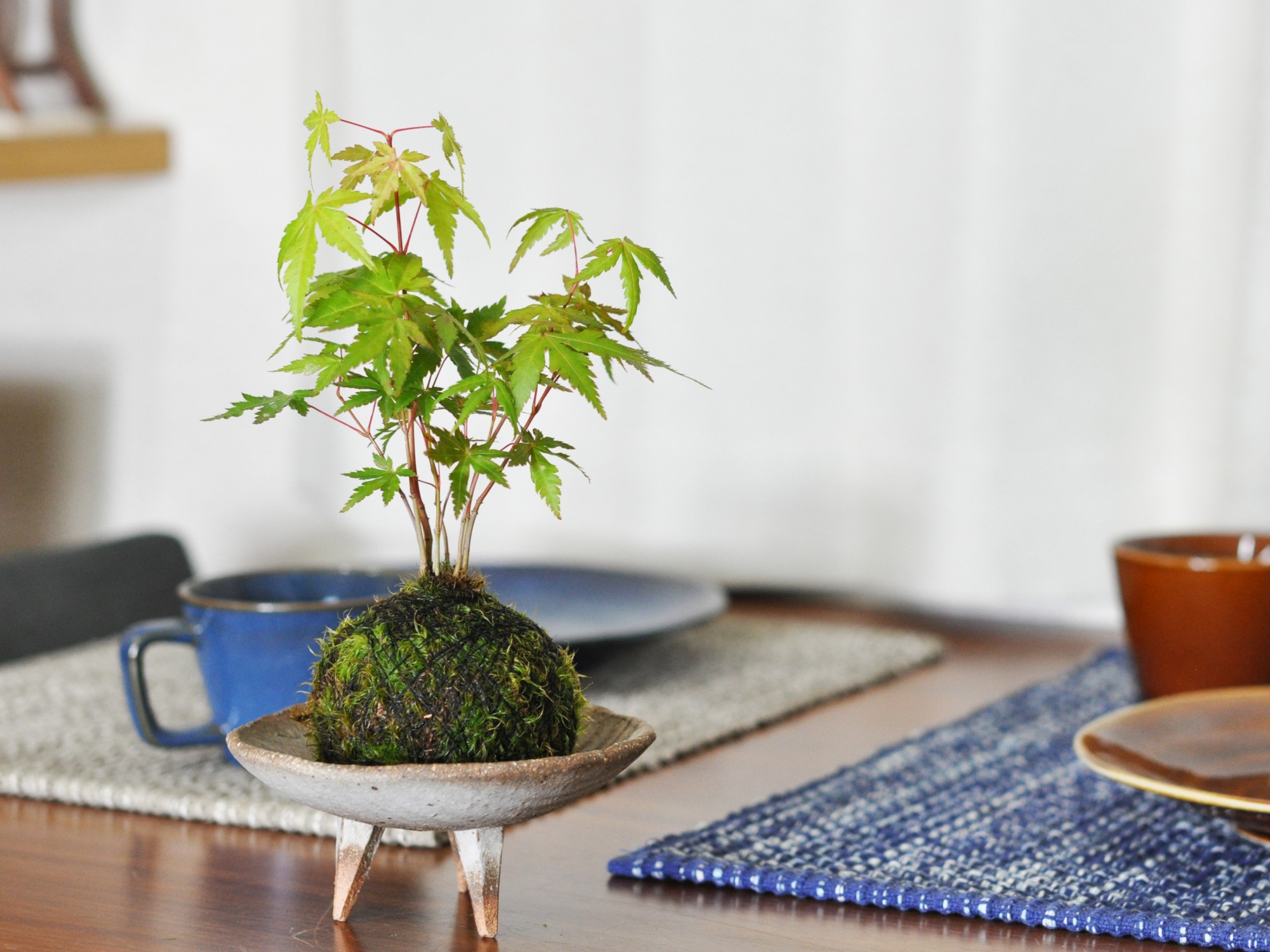 紅葉の苔玉 盆栽 ミニ盆栽 鉢植 : 盆栽妙 ヤフー店 - 通販