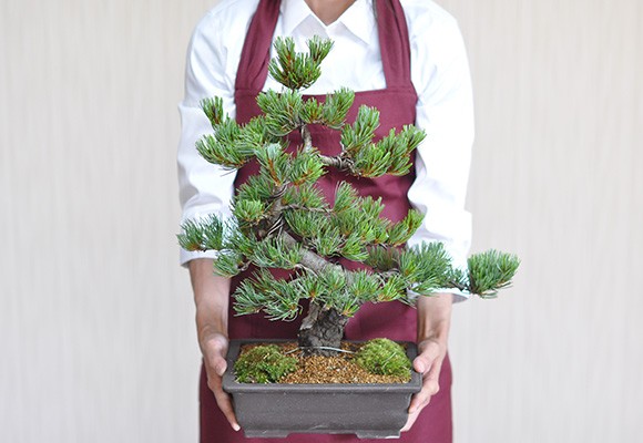 五葉松大きさ
