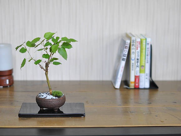 盆栽 クワ 桑 ミニ盆栽 ミニ くわ 雑木 紅葉 ギフト 敬老の日 : 盆栽妙