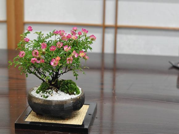 盆栽 バラ(薔薇) ミニ盆栽 ミニ 花ギフト 敬老の日 : 盆栽妙 ヤフー店