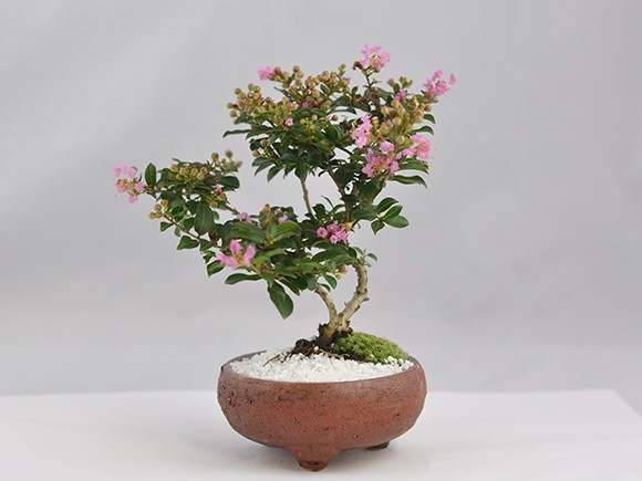 lagerstroemia