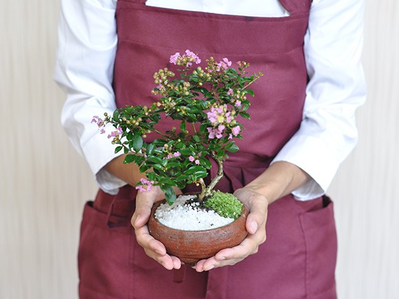 lagerstroemia