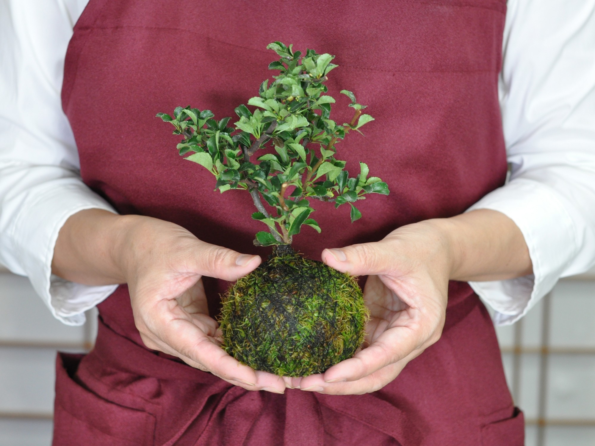 長寿梅の苔玉 盆栽 ミニ盆栽 bonsai ボンサイ ぼんさい 小品 誕生日