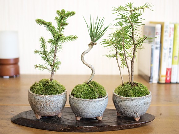 ミニミニ松セット洋風