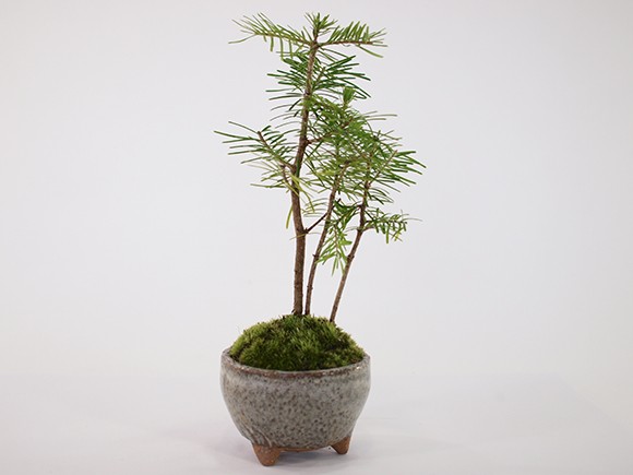 ミニミニ松セット　トド松