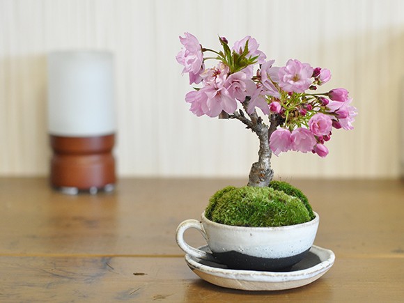 送料無料 桜盆栽 ミニミニ桜と松のペアセット かわいい おしゃれ 