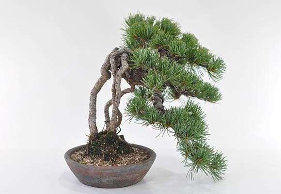 盆栽 根上り 懸崖 五葉松 一級品 ミニ盆栽 bonsai ぼんさい ごようまつ
