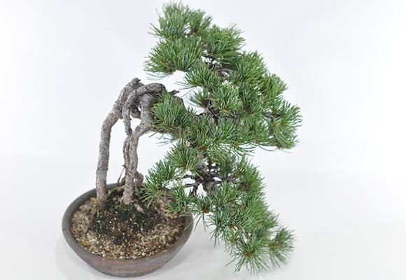 盆栽 根上り 懸崖 五葉松 一級品 ミニ盆栽 bonsai ぼんさい ごようまつ