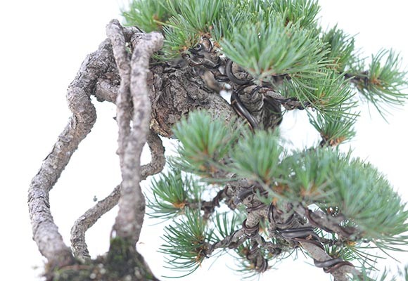 盆栽 根上り 懸崖 五葉松 一級品 ミニ盆栽 bonsai ぼんさい ごようまつ