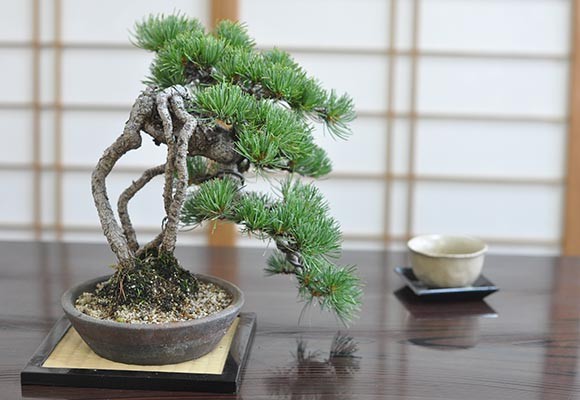 盆栽 根上り 懸崖 五葉松 一級品 ミニ盆栽 bonsai ぼんさい ごようまつ 高級 ギフト 至高 芸術 職人 松盆栽 : 50286a2179 :  盆栽妙 ヤフー店 - 通販 - Yahoo!ショッピング