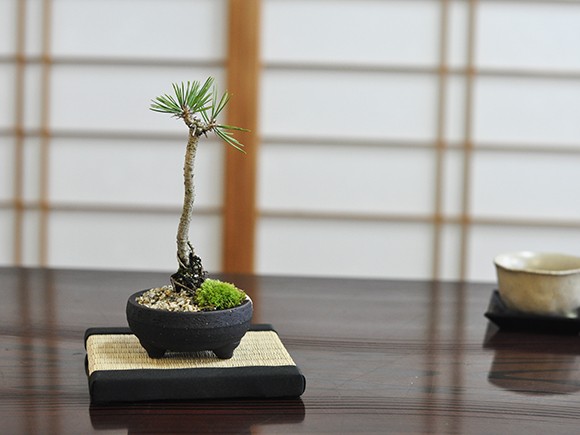 黒松　盆栽　① 盆栽 奇跡の一本松 ミニ盆栽 bonsai ぼんさい 黒松 初心者 入門 ギフト