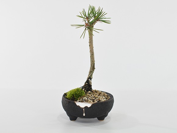 盆栽 奇跡の一本松 ミニ盆栽 bonsai ぼんさい 黒松 初心者 入門 ギフト