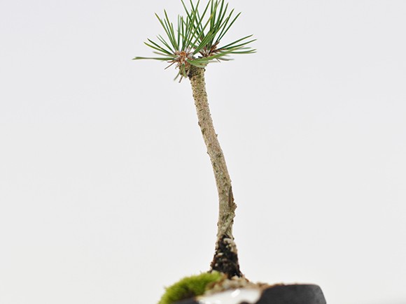 盆栽 奇跡の一本松 ミニ盆栽 bonsai ぼんさい 黒松 初心者 入門 ギフト