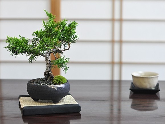 盆栽 ミニ真柏 ミニ盆栽 bonsai ぼんさい しんぱく 初心者 入門 ギフト