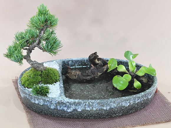 虹泉　盆栽鉢　小品　ミニ 盆栽 和の庭 池泉庭園（ちせんていえん） ミニ盆栽 bonsai ぼん