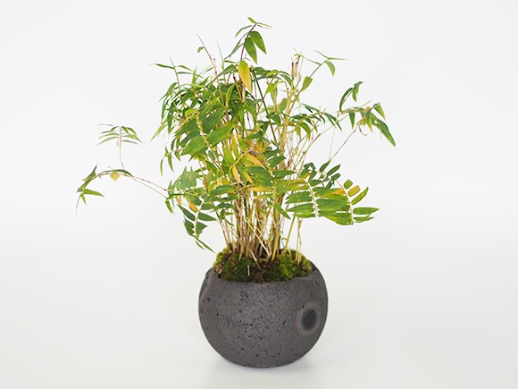 竹峰 盆栽鉢 黒 松 ミニサイズ 【 24 B ― 39 】 - 小品盆栽専門店 湘風園