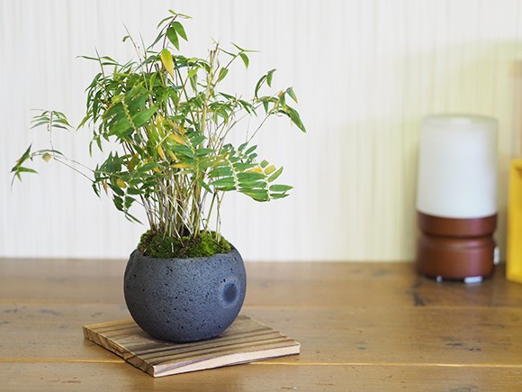 鳳凰竹の寄せ植え ミニ盆栽 : 盆栽妙 ヤフー店 - 通販 - Yahoo