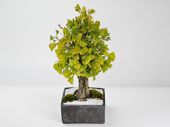 盆栽 イチョウの大木 大品盆栽 bonsai ぼんさい 銀杏 大品 貴風 大型