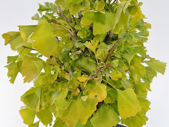 盆栽 イチョウの大木 大品盆栽 bonsai ぼんさい 銀杏 大品 貴風 大型