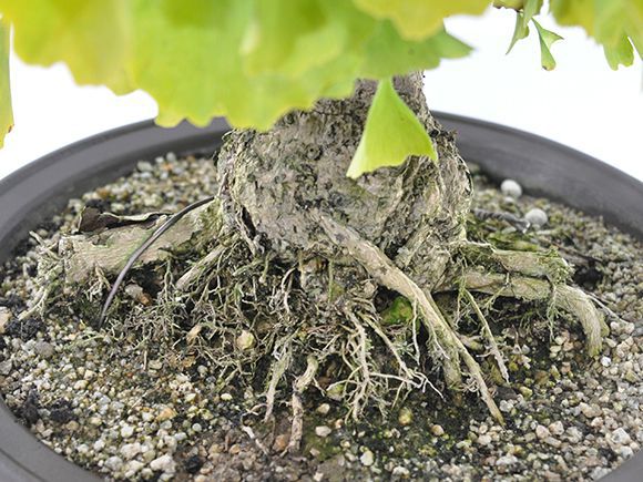 盆栽 イチョウの大木 大品盆栽 bonsai ぼんさい 銀杏 大品 貴風 大型