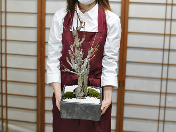 盆栽 イチョウの大木 大品盆栽 bonsai ぼんさい 銀杏 大品 貴風 大型