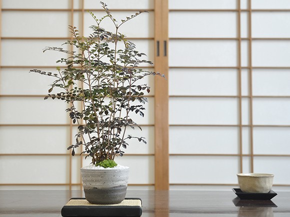 シマトネリコ 盆栽 ミニ盆栽 鉢植 a2287 盆栽妙 ヤフー店 通販 Yahoo ショッピング