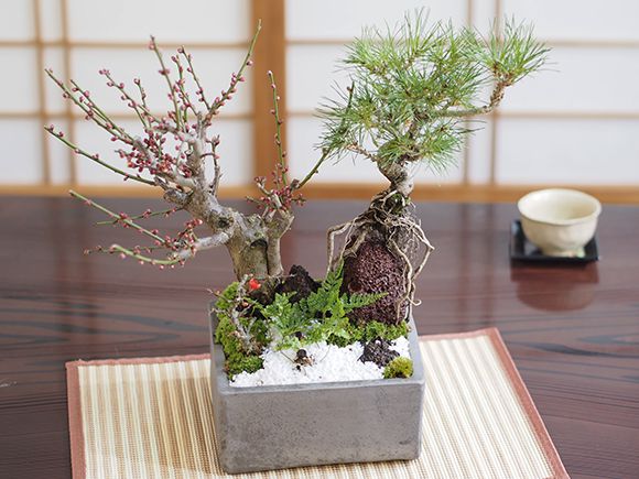 黒松と紅白梅の寄せ植え 松盆栽 鉢植え 寄せ植え ギフト 贈り物 黒松と紅白梅の寄せ植え 松盆栽 鉢植え 寄せ植え ギフト 贈り物