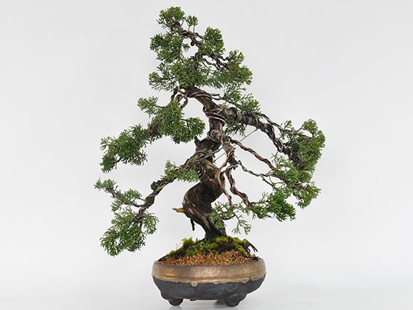威風堂々 真柏 松盆栽 鉢植え 樹齢20年 ギフト 贈り物 おしゃれ モダン