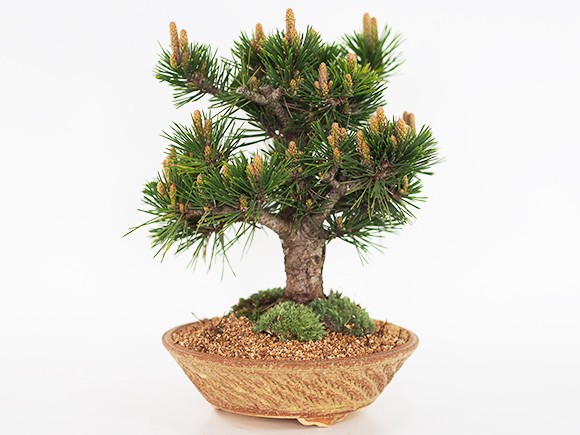 八房黒松【千寿丸】盆栽 千寿丸 黒松 寿 八房 送料無料 ミニ盆栽 : 盆栽妙 ヤフー店 - 通販