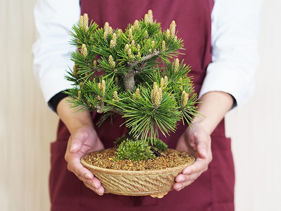 千寿丸 黒松 寿 八房 送料無料 ミニ盆栽 : 盆栽妙 ヤフー店 - 通販